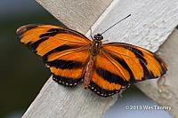 2013 03 28-Butterflies 1080-web
