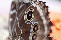 2013 03 28-Butterflies 1084-web