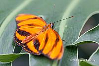 2013 03 28-Butterflies 1086-web