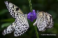 2013 03 28-Butterflies 1097-web
