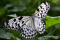 2013 03 28-Butterflies 1098-web