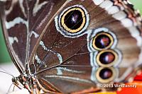 2013 03 28-Butterflies 1113-web
