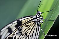 2013 03 28-Butterflies 1135-web