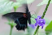 2013 03 28-Butterflies 1147-web