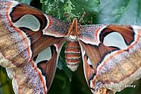 2013 03 28-Butterflies 1151-web