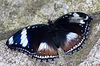 2013 03 28-Butterflies 1164-web