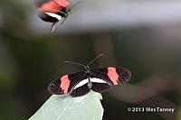 2013 03 28-Butterflies 1176-web