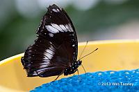 2013 03 28-Butterflies 1234-web