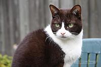 2007_10_28 - Cats_0232.JPG