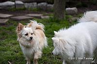 2012 04 28-SpringFlowers 2966a-web