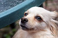 2012 05 18-Dogs 3465a-web