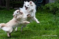 2012 05 18-Dogs 3484a-web
