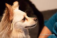 2012 10 13-Petie 0004-web