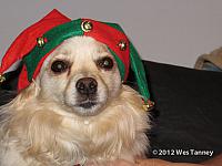 2012 11 24-Petie 0146-web