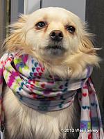 2013 01 01-Dogs 0312-web