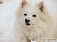 2013 01 26-DogsBackyard 0338-web