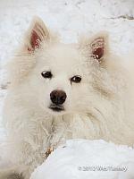 2013 01 26-DogsBackyard 0348-web